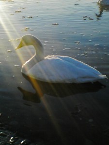 白鳥の飛来地