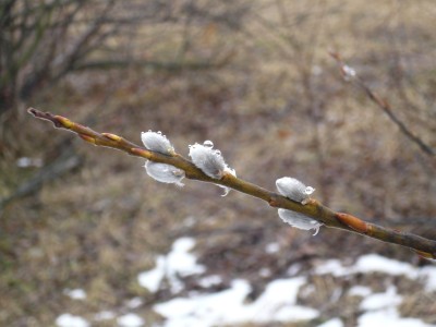 雪解けの春?