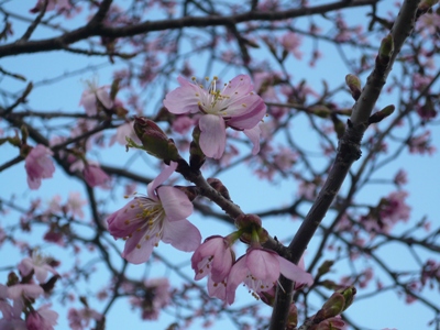 お花見