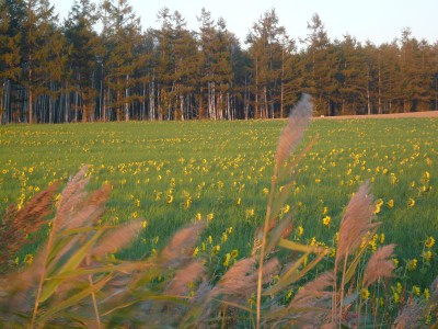 シンプル