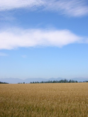 十勝の夏