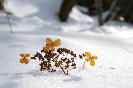 雪のあと