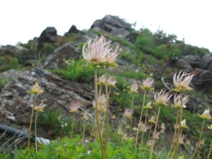 花の山