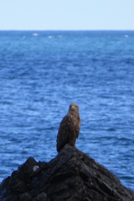 海のいきものたち