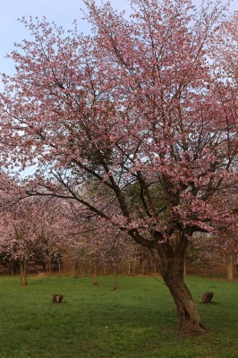 早朝の桜