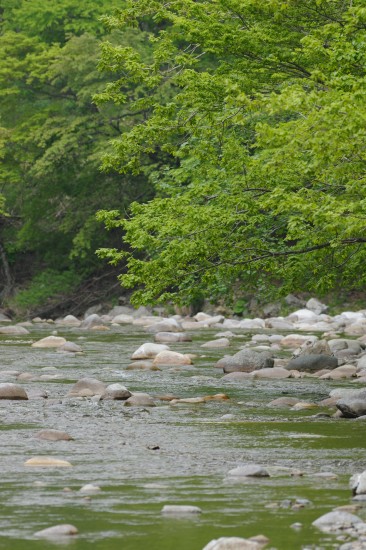 川の姿