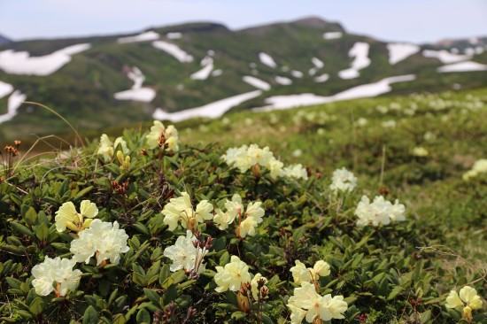 高嶺の花