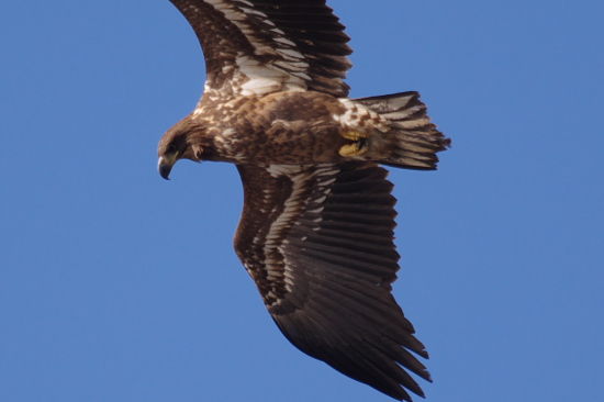 鳥たち